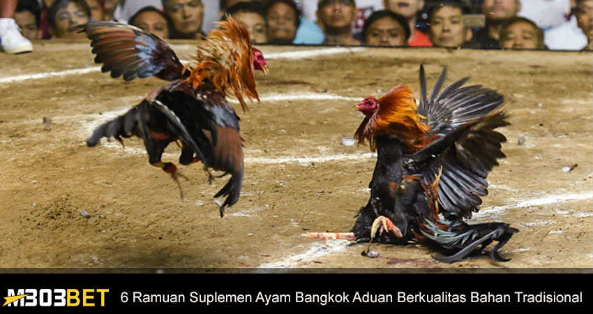 Suplemen Ayam Bangkok Aduan