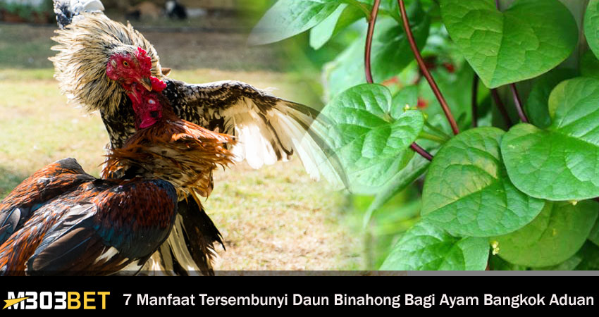 Daun Binahong Bagi Ayam Bangkok Aduan