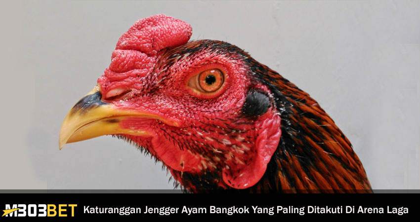Katuranggan Jengger Ayam Bangkok