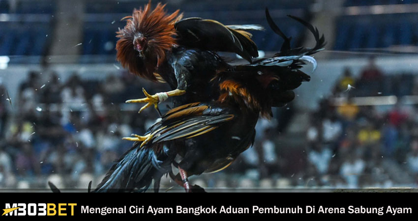 Ciri Ayam Bangkok Aduan Pembunuh