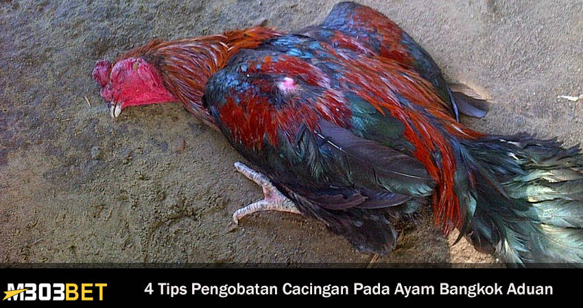Pengobatan Cacingan Pada Ayam Bangkok