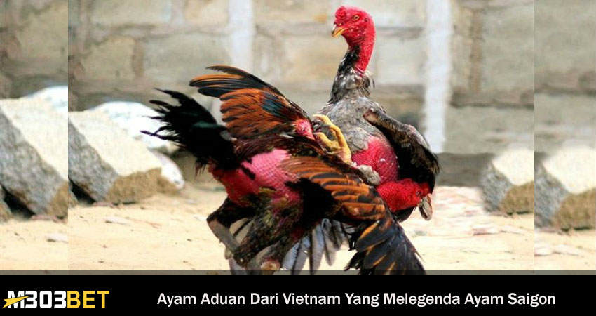 Ayam Saigon Asal Vietnam Yang Melegenda