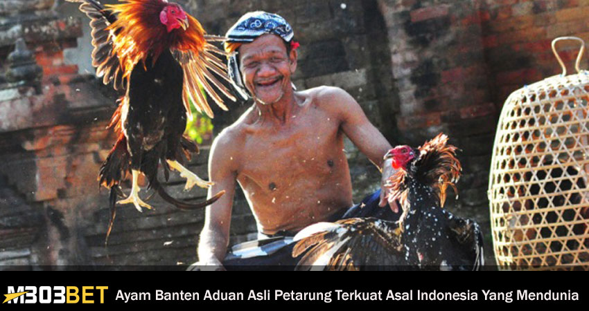 Ayam Banten Aduan Asli Petarung