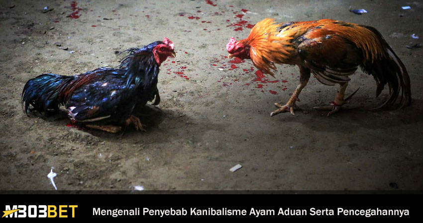 Mengenali Penyebab Kanibalisme Ayam Aduan