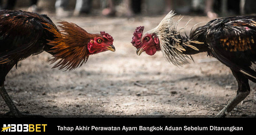 Tahap Akhir Perawatan Ayam Bangkok