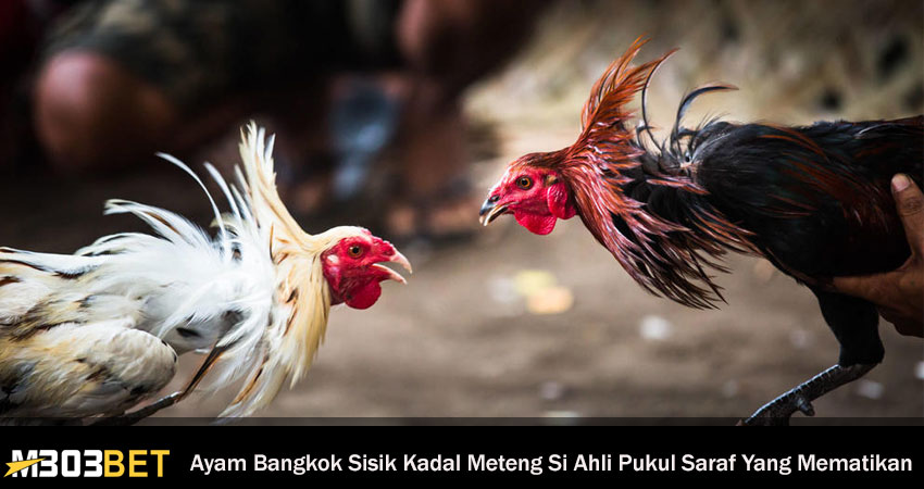 Ayam Bangkok Sisik Kadal Meteng
