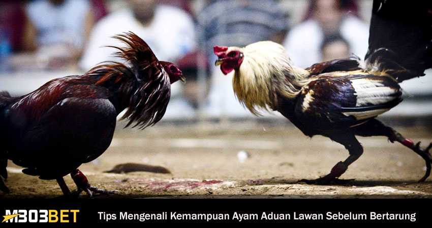 Tips Mengenali Kemampuan Ayam Aduan Lawan