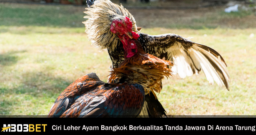 Ciri Leher Ayam Bangkok Berkualitas