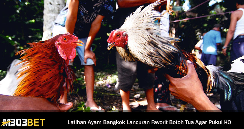 Latihan Ayam Bangkok Lancuran