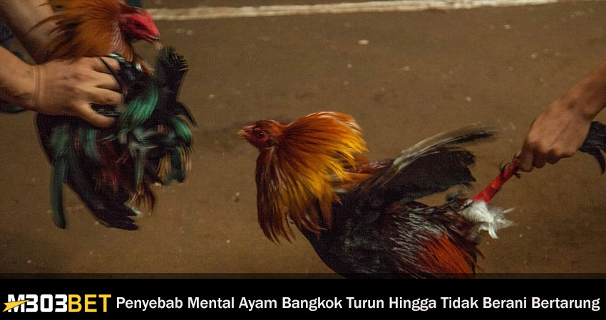 Penyebab Mental Ayam Bangkok Turun