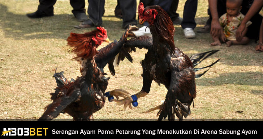 Serangan Ayam Pama Petarung